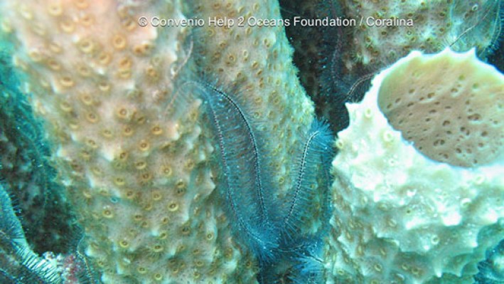 Brittle stars (2)